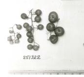 FRUIT
